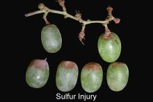 Disorders Photos Sulfur Injury Grape