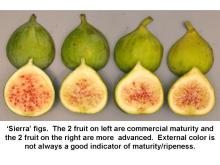 Maturity & Quality Sierra Fig Maturity