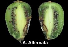 Disorders Photos Kiwifruit