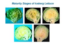 Maturity & Quality Lettuce, Crisphead