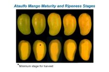 Maturity & Quality Mango