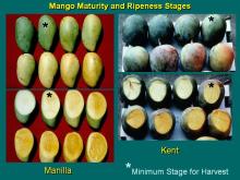 Maturity & Quality Mango