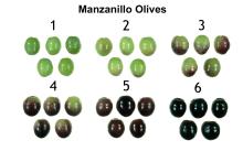 Maturity & Quality Olive