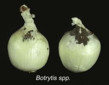 Disorders Photos Onions, Dry