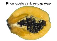 Disorders Photos Papaya