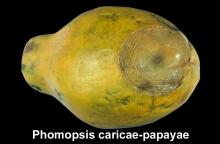 Disorders Photos Papaya