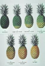 Maturity & Quality Pineapple