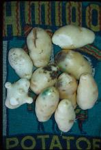 Maturity & Quality Potato, Early Crop