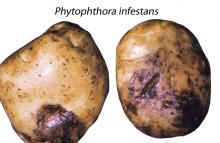 Disorders Photos Potato, Early Crop