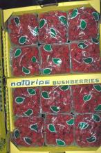 Maturity & Quality Packaged Raspberry