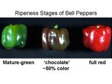 Maturity & Quality Bell Pepper