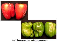Disorders Photos Bell Pepper