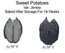 Disorders Photos Sweet Potato