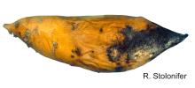 Disorders Photos Sweet Potato