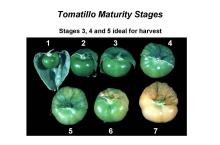 Maturity & Quality Tomatillo (Husk Tomato)
