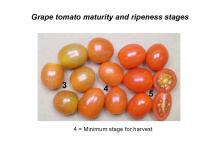Maturity & Quality Tomato