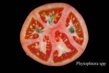 Disorders Photos Tomato