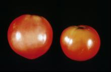 Disorders Photos Tomato 