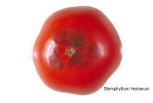 Disorders Photos Tomato 