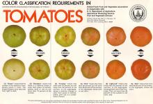 Maturity & Quality Tomato