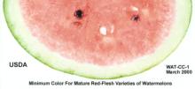Maturity & Quality Watermelon