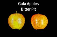 Image of Gala Apples Bitter Pit