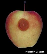 Disorders Photos Apple, Red Delicious Blue Mold