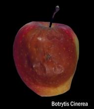 Disorders Photos Apple, Red Delicious Gray Mold