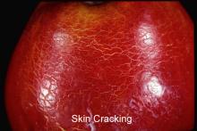 Disorders Photos Apple, Red Delicious Skin cracking