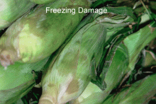 Freezing Damage Corn, Sweet
