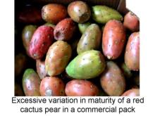 Maturity Indices Cactus (Prickly) Maturity: Variation