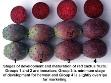 Maturity & Quality Cactus (Prickly) Pear Ripeness Stages