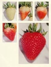Maturity & Quality Strawberry