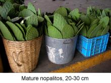 Maturity & Quality Nopalitos (Cactus Stems)