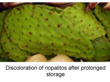 Disorders Photos Nopalitos (Cactus Stems)