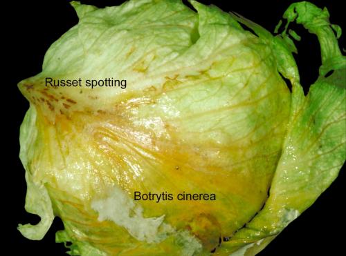 Close-up of a lettuce head showing russet spotting and botrytis cinerea decay.