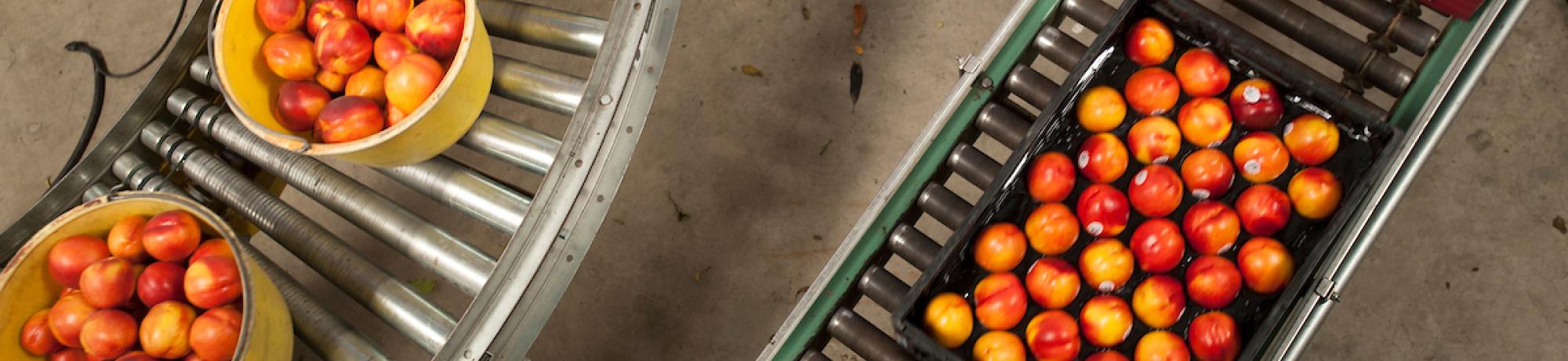 Fruit on Conveyor Belt