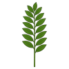 emerald plant