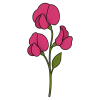 sweet pea