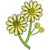 Yellow Aster